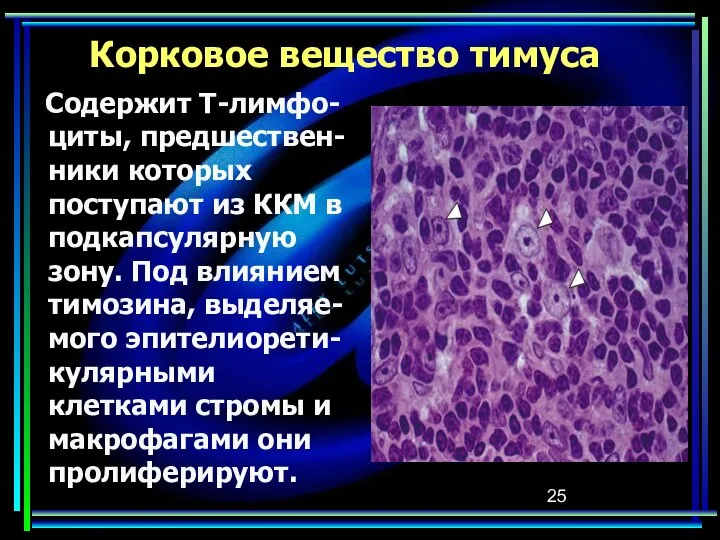 Корковое вещество тимуса Содержит Т-лимфо-циты, предшествен-ники которых поступают из ККМ в