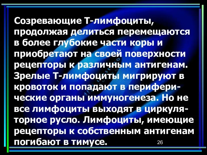 Созревающие Т-лимфоциты, продолжая делиться перемещаются в более глубокие части коры и