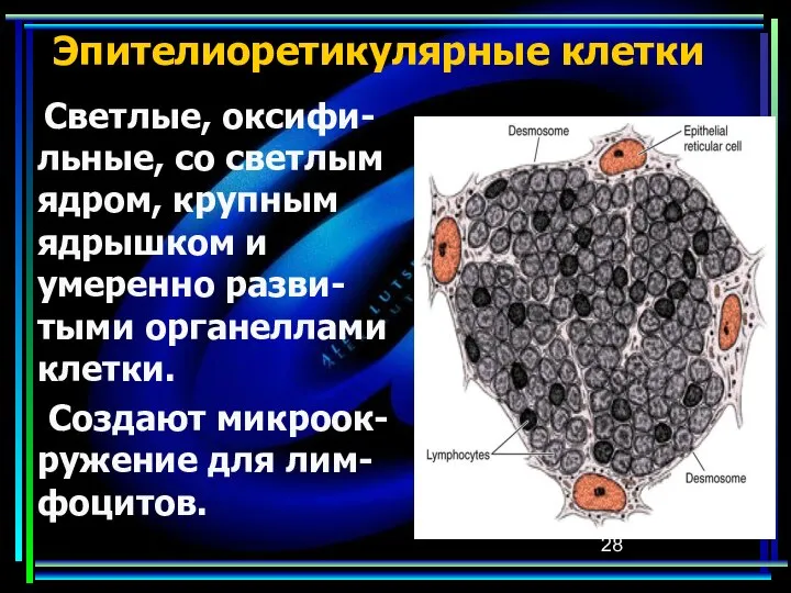 Эпителиоретикулярные клетки Светлые, оксифи-льные, со светлым ядром, крупным ядрышком и умеренно