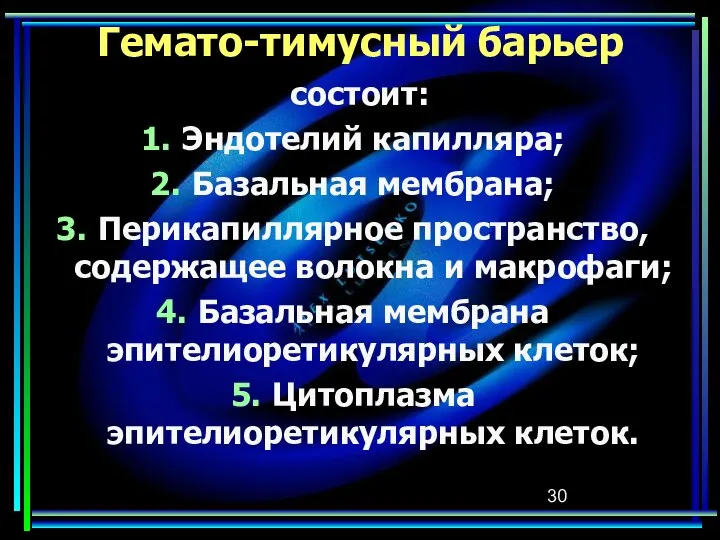 Гемато-тимусный барьер состоит: Эндотелий капилляра; Базальная мембрана; Перикапиллярное пространство, содержащее волокна