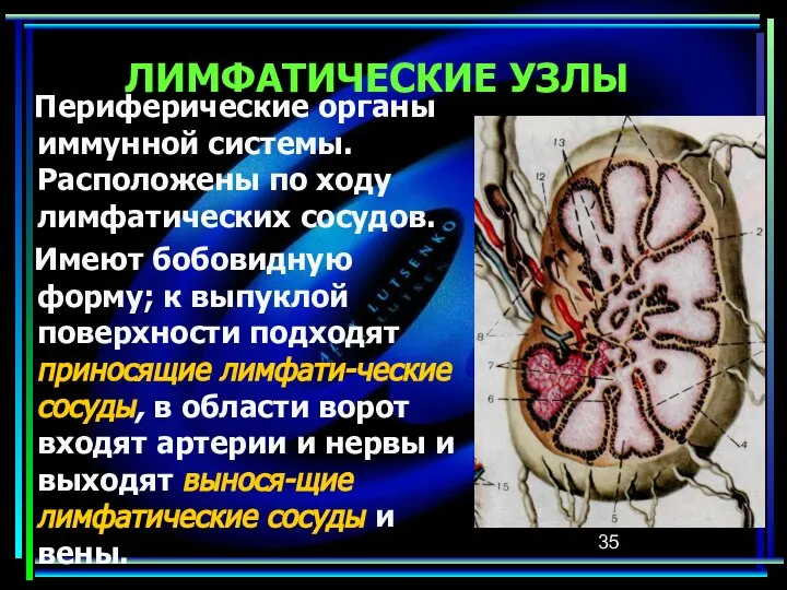 ЛИМФАТИЧЕСКИЕ УЗЛЫ Периферические органы иммунной системы. Расположены по ходу лимфатических сосудов.