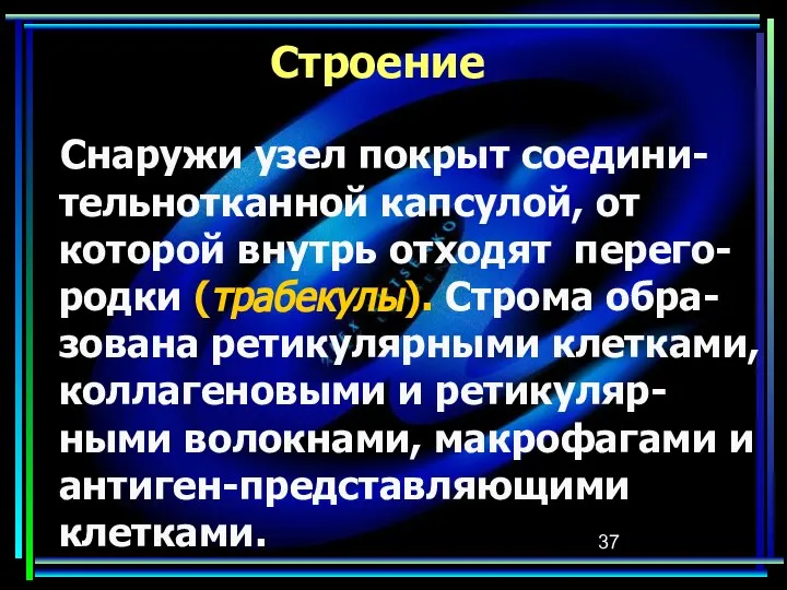 Строение Снаружи узел покрыт соедини-тельнотканной капсулой, от которой внутрь отходят перего-родки