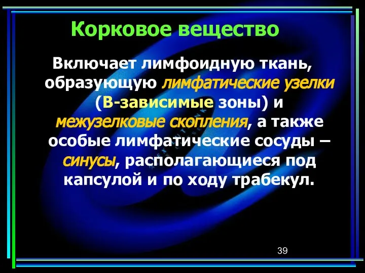 Корковое вещество Включает лимфоидную ткань, образующую лимфатические узелки (В-зависимые зоны) и