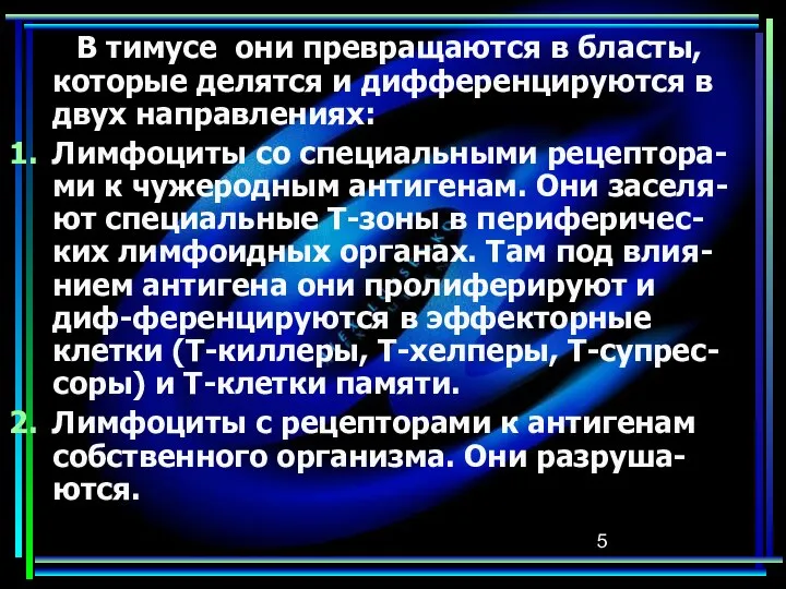 В тимусе они превращаются в бласты, которые делятся и дифференцируются в