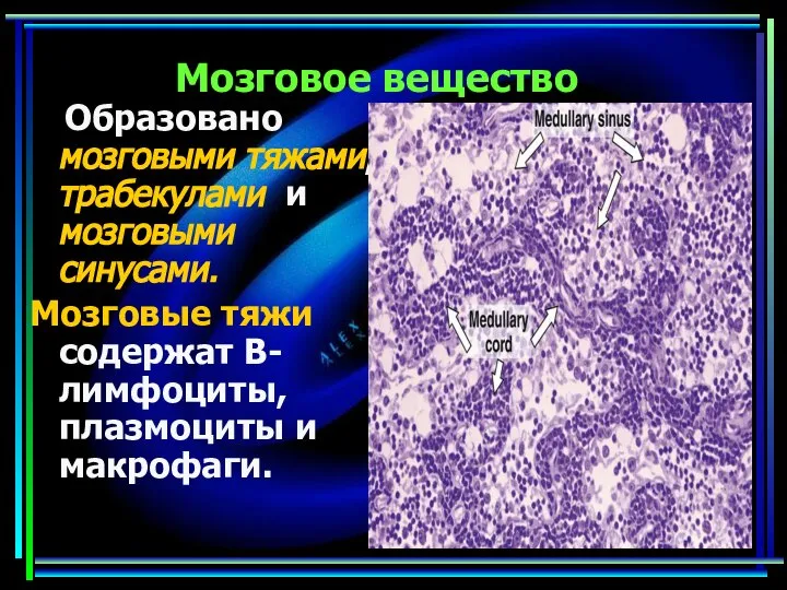 Мозговое вещество Образовано мозговыми тяжами, трабекулами и мозговыми синусами. Мозговые тяжи содержат В-лимфоциты, плазмоциты и макрофаги.