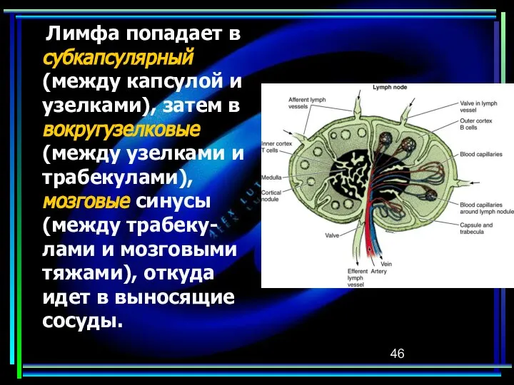 Лимфа попадает в субкапсулярный (между капсулой и узелками), затем в вокругузелковые