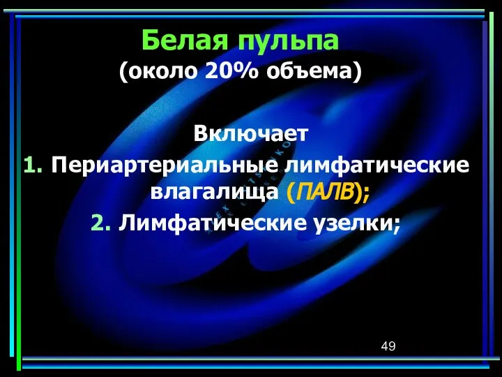 Белая пульпа (около 20% объема) Включает Периартериальные лимфатические влагалища (ПАЛВ); Лимфатические узелки;