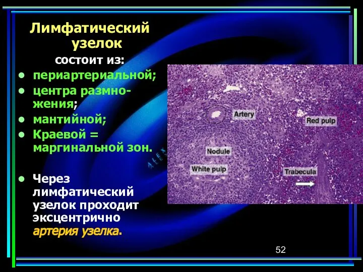 Лимфатический узелок состоит из: периартериальной; центра размно-жения; мантийной; Краевой = маргинальной