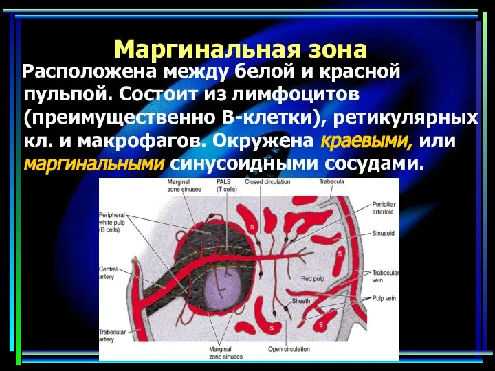 Маргинальная зона Расположена между белой и красной пульпой. Состоит из лимфоцитов