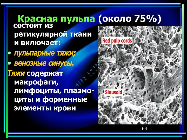 Красная пульпа (около 75%) состоит из ретикулярной ткани и включает: пульпарные