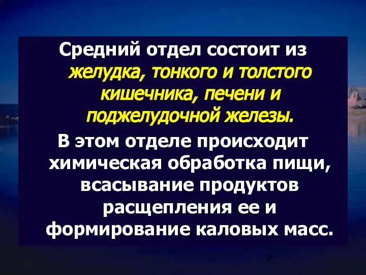 Средний отдел состоит из желудка, тонкого и толстого кишечника, печени и