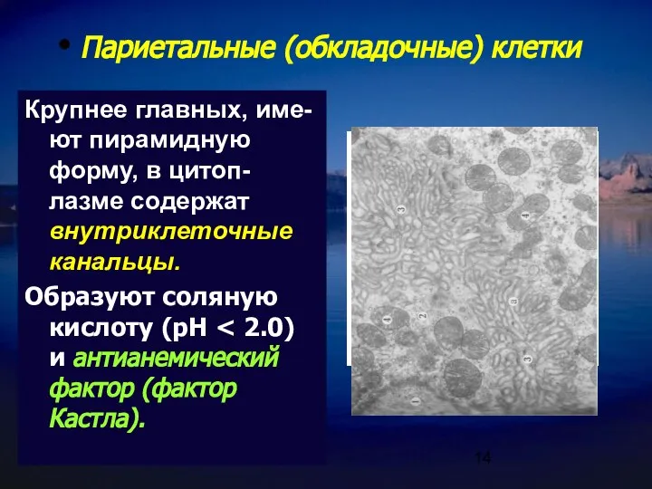 Париетальные (обкладочные) клетки Крупнее главных, име-ют пирамидную форму, в цитоп-лазме содержат