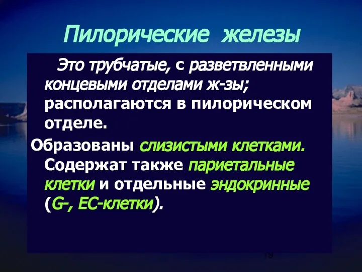 Пилорические железы Это трубчатые, с разветвленными концевыми отделами ж-зы; располагаются в