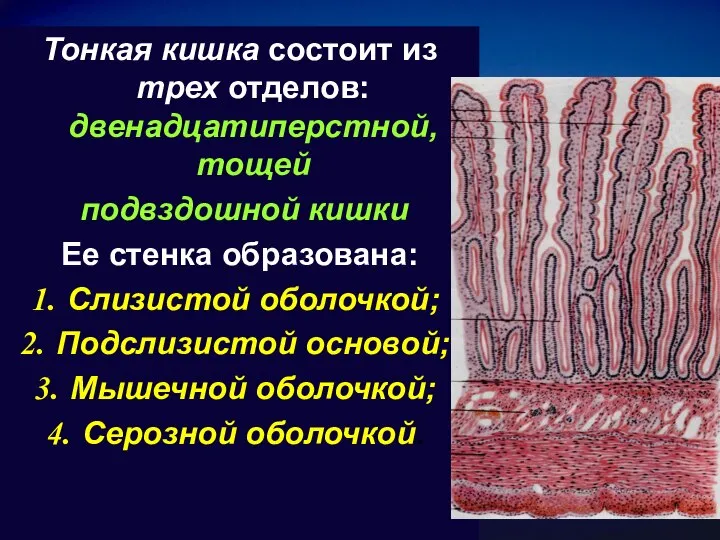 Тонкая кишка состоит из трех отделов: двенадцатиперстной, тощей подвздошной кишки Ее