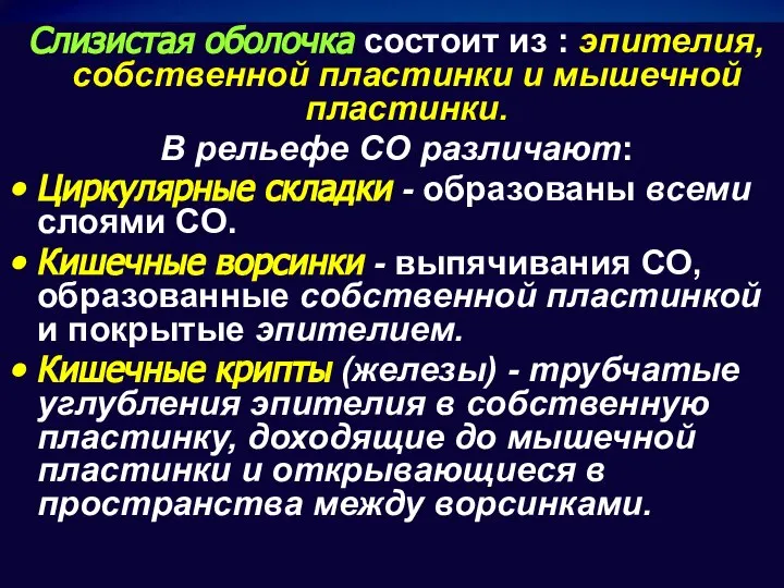 Слизистая оболочка состоит из : эпителия, собственной пластинки и мышечной пластинки.