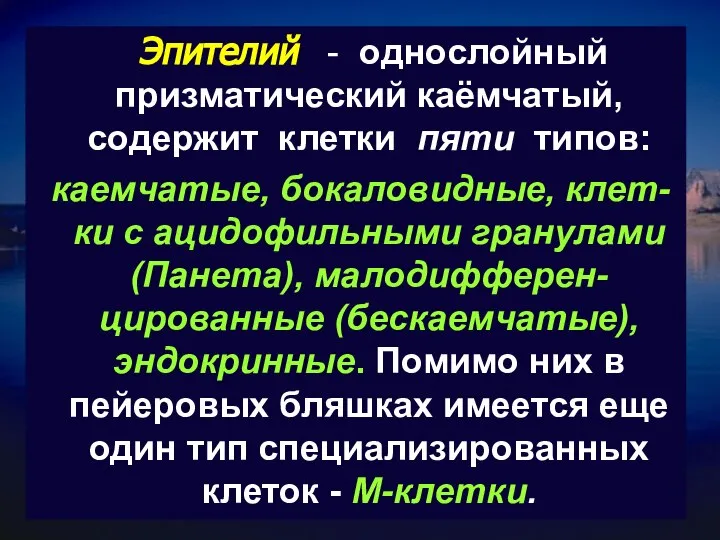 Эпителий - однослойный призматический каёмчатый, содержит клетки пяти типов: каемчатые, бокаловидные,