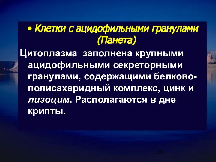 Клетки с ацидофильными гранулами (Панета) Цитоплазма заполнена крупными ацидофильными секреторными гранулами,