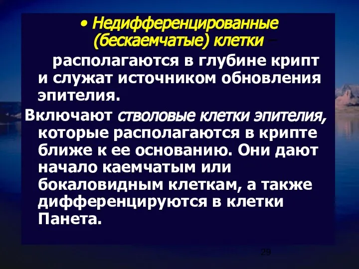 Недифференцированные (бескаемчатые) клетки – располагаются в глубине крипт и служат источником