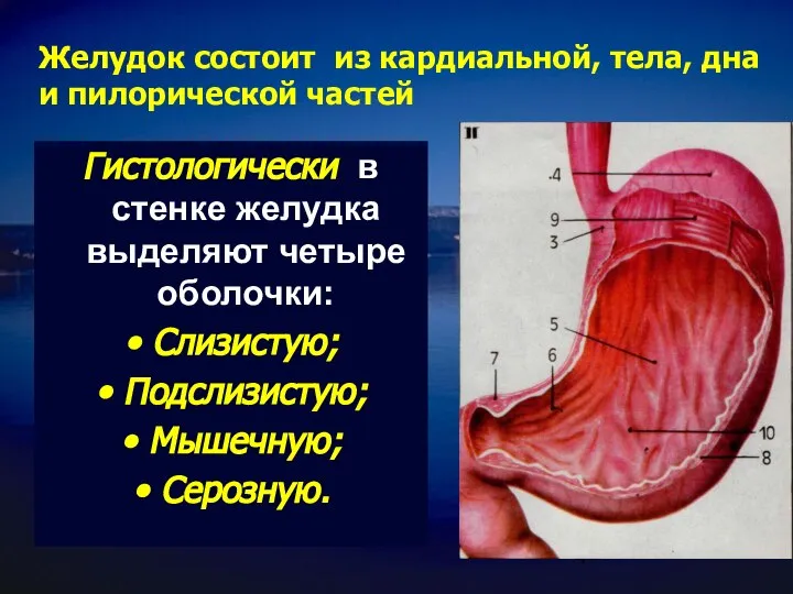 Желудок состоит из кардиальной, тела, дна и пилорической частей Гистологически в