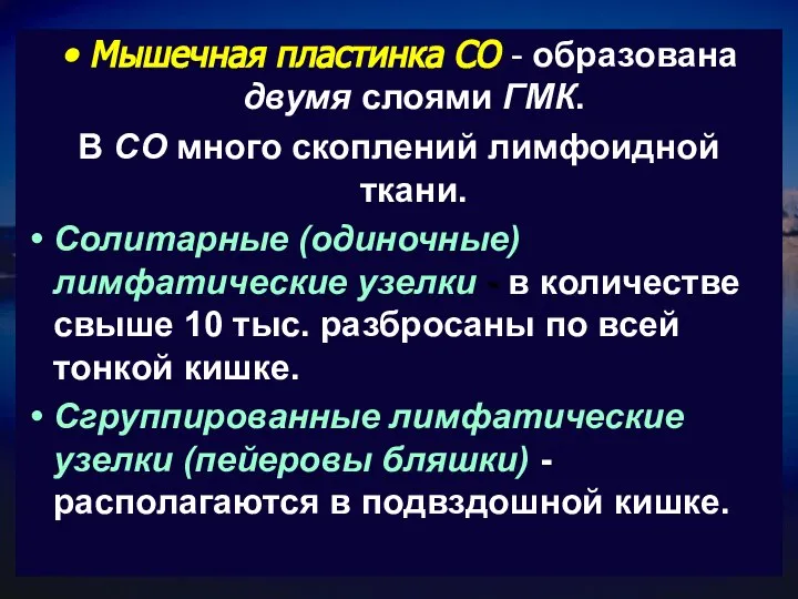 Мышечная пластинка СО - образована двумя слоями ГМК. В СО много