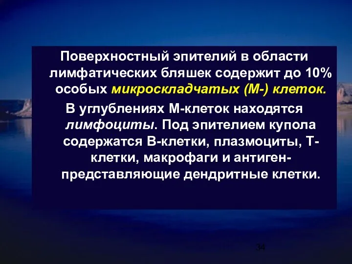 Поверхностный эпителий в области лимфатических бляшек содержит до 10% особых микроскладчатых