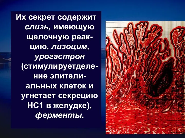 Их секрет содержит слизь, имеющую щелочную реак-цию, лизоцим, урогастрон (стимулируетделе- ние