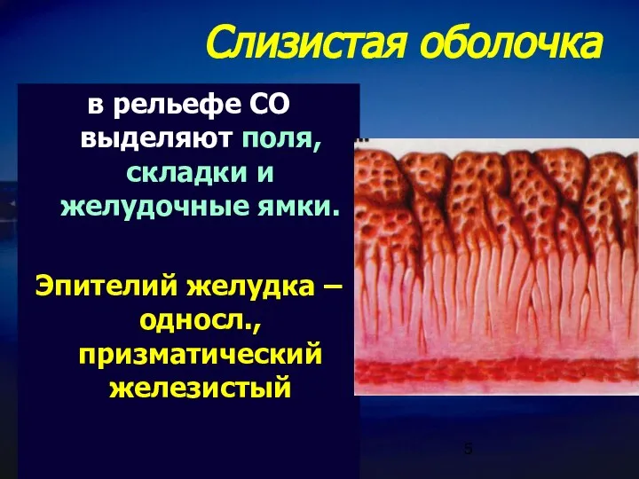 Слизистая оболочка в рельефе СО выделяют поля, складки и желудочные ямки.