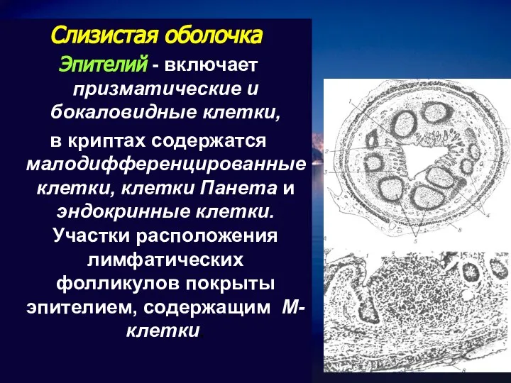 Слизистая оболочка Эпителий - включает призматические и бокаловидные клетки, в криптах