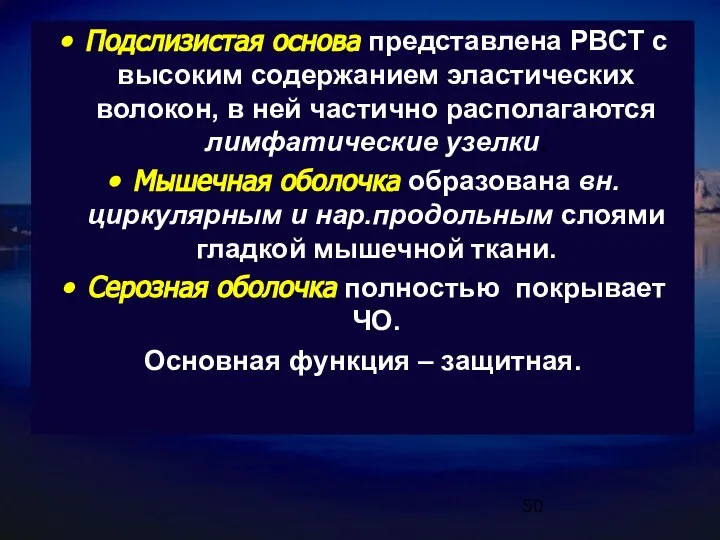 Подслизистая основа представлена РВСТ с высоким содержанием эластических волокон, в ней