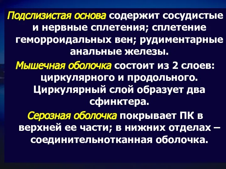 Подслизистая основа содержит сосудистые и нервные сплетения; сплетение геморроидальных вен; рудиментарные