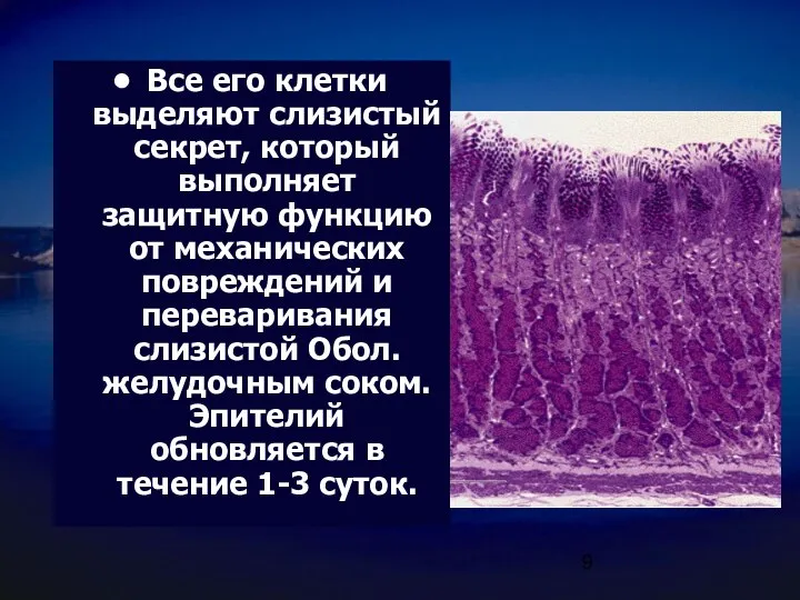 Все его клетки выделяют слизистый секрет, который выполняет защитную функцию от