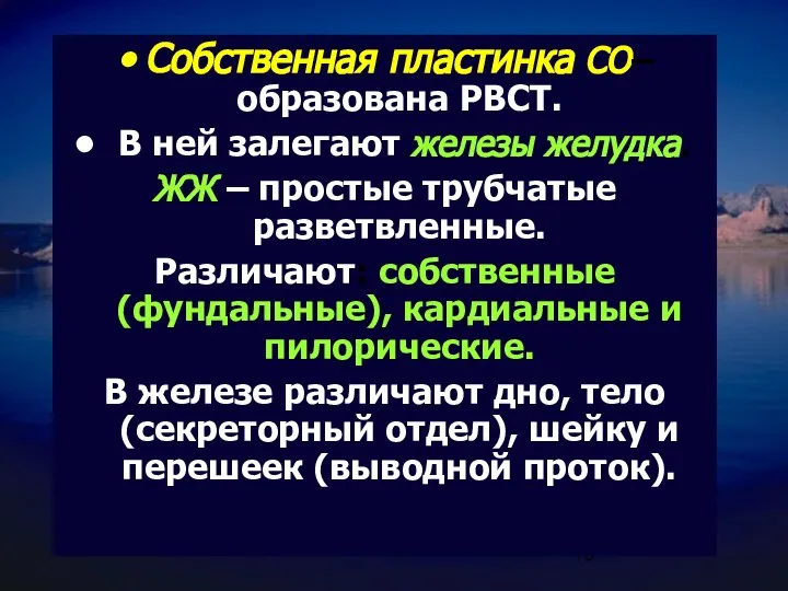 Собственная пластинка СО– образована РВСТ. В ней залегают железы желудка. ЖЖ