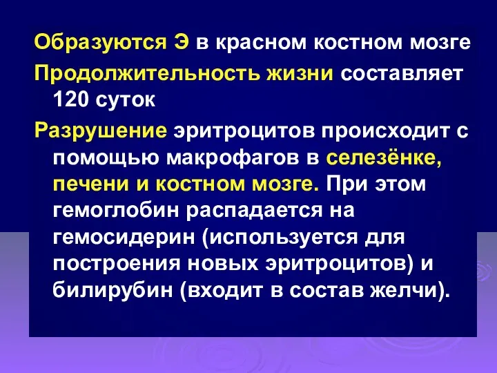 Образуются Э в красном костном мозге Продолжительность жизни составляет 120 суток