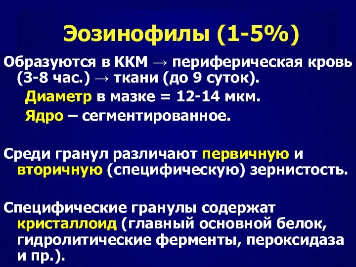 Эозинофилы (1-5%) Образуются в ККМ → периферическая кровь (3-8 час.) →