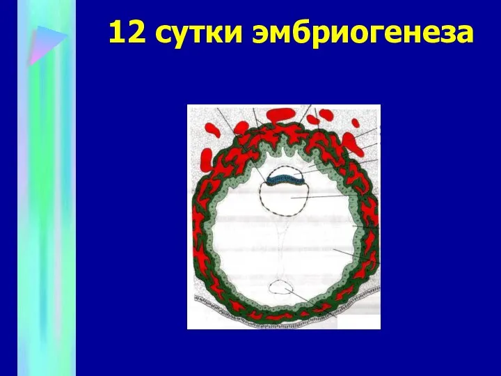 12 сутки эмбриогенеза