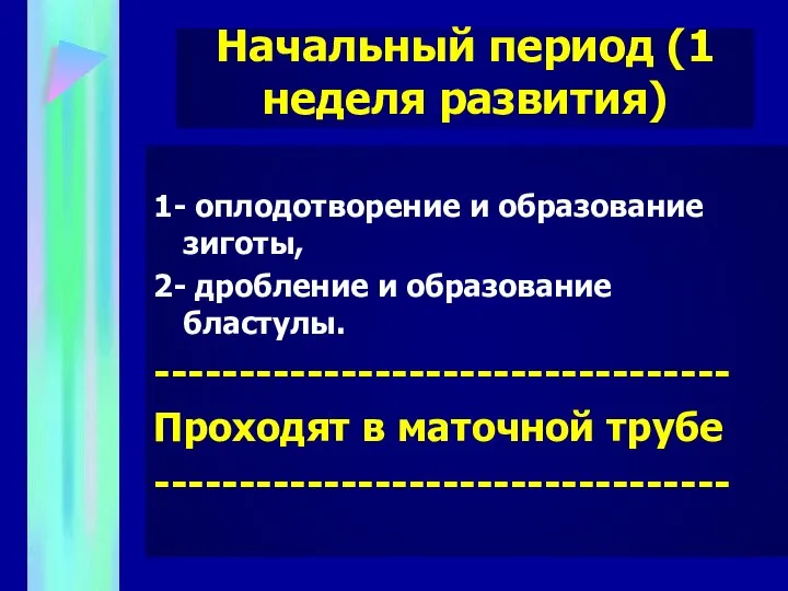 Начальный период (1 неделя развития) 1- оплодотворение и образование зиготы, 2-