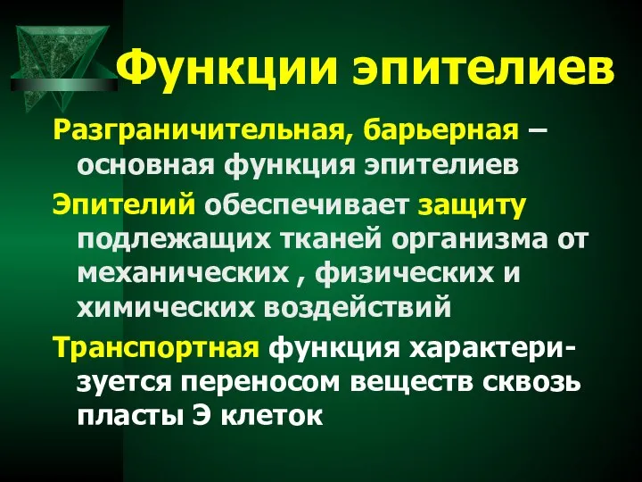 Функции эпителиев Разграничительная, барьерная – основная функция эпителиев Эпителий обеспечивает защиту