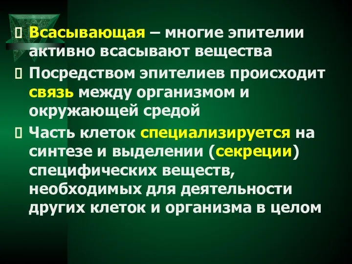 Всасывающая – многие эпителии активно всасывают вещества Посредством эпителиев происходит связь