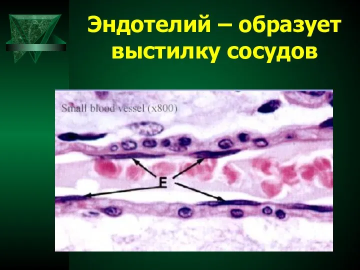 Эндотелий – образует выстилку сосудов