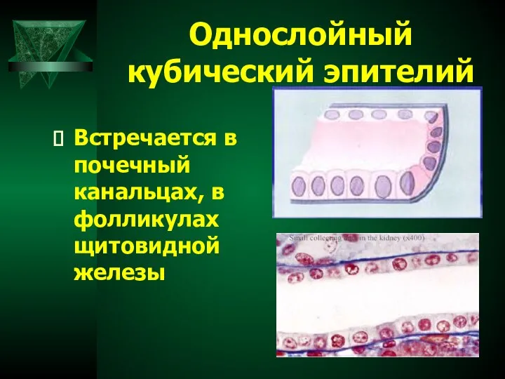 Однослойный кубический эпителий Встречается в почечный канальцах, в фолликулах щитовидной железы