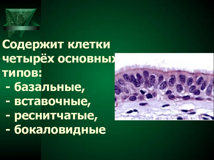 Содержит клетки четырёх основных типов: - базальные, - вставочные, - реснитчатые, - бокаловидные