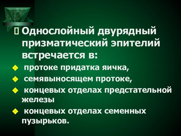 Однослойный двурядный призматический эпителий встречается в: протоке придатка яичка, семявыносящем протоке,