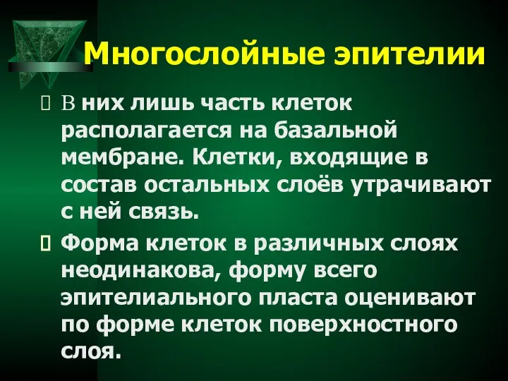 Многослойные эпителии В них лишь часть клеток располагается на базальной мембране.