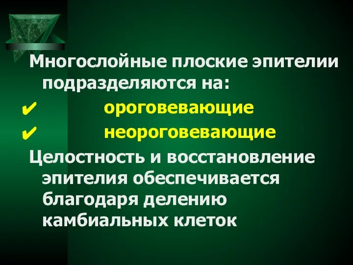 Многослойные плоские эпителии подразделяются на: ороговевающие неороговевающие Целостность и восстановление эпителия обеспечивается благодаря делению камбиальных клеток