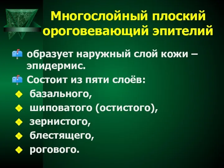 Многослойный плоский ороговевающий эпителий образует наружный слой кожи – эпидермис. Состоит