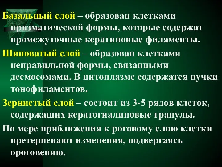 Базальный слой – образован клетками призматической формы, которые содержат промежуточные кератиновые