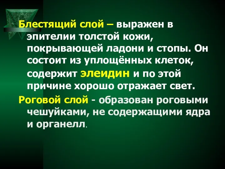 Блестящий слой – выражен в эпителии толстой кожи, покрывающей ладони и