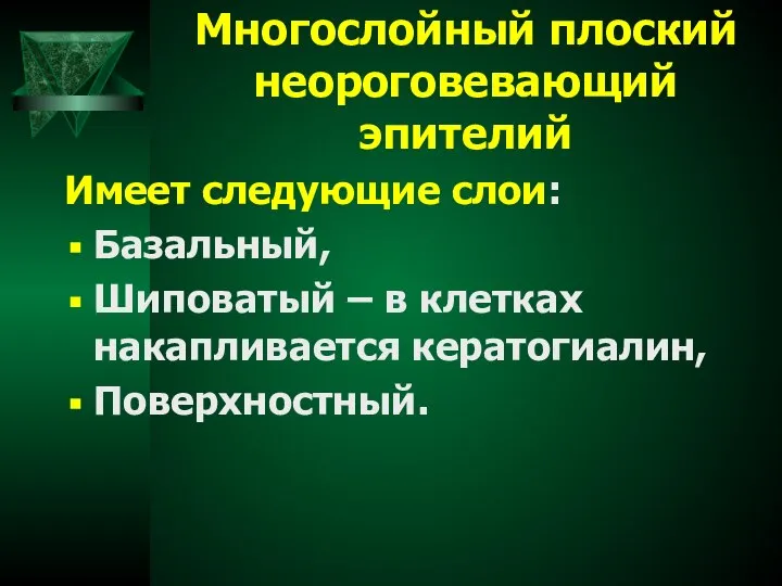 Многослойный плоский неороговевающий эпителий Имеет следующие слои: Базальный, Шиповатый – в клетках накапливается кератогиалин, Поверхностный.