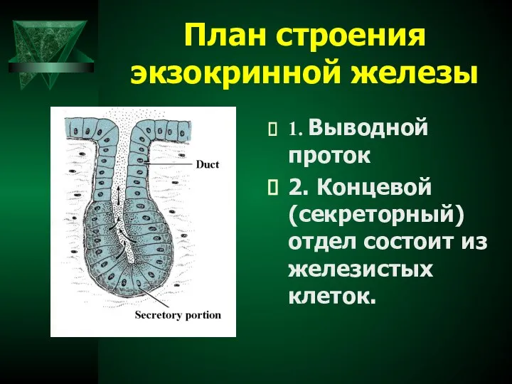 План строения экзокринной железы 1. Выводной проток 2. Концевой (секреторный) отдел состоит из железистых клеток.