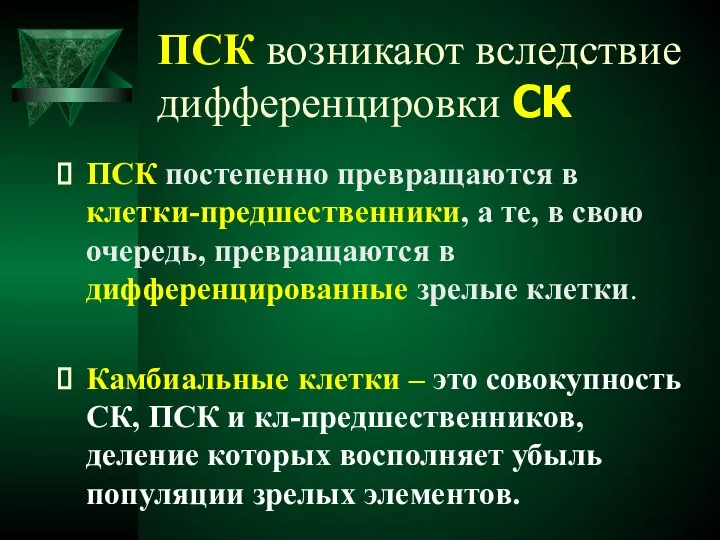 ПСК возникают вследствие дифференцировки СК ПСК постепенно превращаются в клетки-предшественники, а